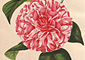 arch_botanical1103.jpg