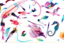 신세계 투명 표본 New World Transparent Specimens/Iori Tomita ©