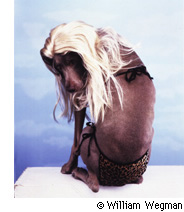 윌리엄 웨그먼의 애견 호일 William Wegman Photo Exhibition