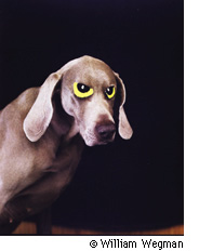 윌리엄 웨그먼의 애견 호일 William Wegman Photo Exhibition